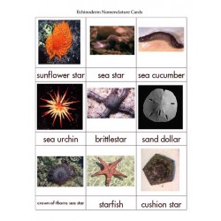 Echinoderm Nomenclature Cards